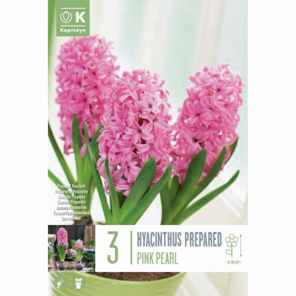 Hyacinth Early Forcing Pink Pearl - 3 Bulbs